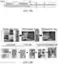 Fig. 06 - PERSONALIZED CELLULAR BIOMANUFACTURING WITH A CLOSED, MINIATURE CELL CULTURE SYSTEM