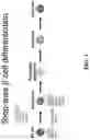 Fig. 02 - DEFINITIVE ENDODERM