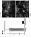 Fig. 09 - DEFINITIVE ENDODERM