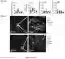 Fig. 09 - REGULATORY T CELL POPULATIONS
