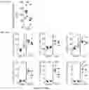Fig. 35 - REGULATORY T CELL POPULATIONS