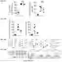 Fig. 43 - REGULATORY T CELL POPULATIONS