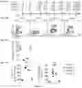 Fig. 45 - REGULATORY T CELL POPULATIONS