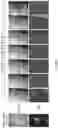 Fig. 09 - Reprogramming of cells to a new fate