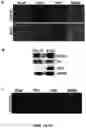 Fig. 02 - Stable three-dimensional blood vessels and methods for forming the same