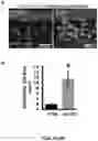 Fig. 06 - Stable three-dimensional blood vessels and methods for forming the same