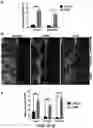 Fig. 08 - Stable three-dimensional blood vessels and methods for forming the same