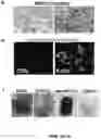 Fig. 09 - Stable three-dimensional blood vessels and methods for forming the same