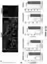 Fig. 22 - Stable three-dimensional blood vessels and methods for forming the same