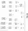 Fig. 28 - IMMUNOENGINEERED PLURIPOTENT CELLS