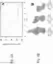 Fig. 04 - Collagen-binding agent compositions and methods of using the same