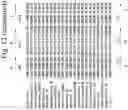 Fig. 15 - Collagen-binding agent compositions and methods of using the same