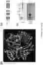 Fig. 06 - Thermostable reverse transcriptase