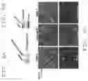 Fig. 09 - Compositions and methods for mammalian genetics and uses thereof