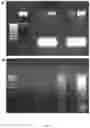 Fig. 09 - Hybrid proteins and uses thereof