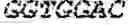 Fig. 41 - Polymerase-template complexes