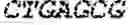 Fig. 43 - Polymerase-template complexes