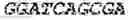 Fig. 63 - Polymerase-template complexes