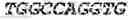 Fig. 64 - Polymerase-template complexes