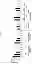Fig. 12 - Modified oligonucleotides comprising thiol functions and use thereof for detecting nucleic acids