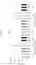 Fig. 22 - Modified oligonucleotides comprising thiol functions and use thereof for detecting nucleic acids