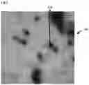 Fig. 02 - Method for quantification of purity of sub-visible particle samples