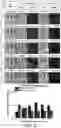 Fig. 07 - Method for cancer grading