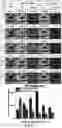 Fig. 08 - Method for cancer grading