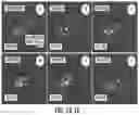 Fig. 02 - Anastasis biosensor