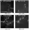 Fig. 83 - Genetically encoded biosensors