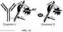 Fig. 08 - Fluorescent methods and materials for directed biomarker signal amplification