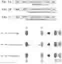 Fig. 02 - PROTEIN COMBINATION-BASED FV LIBRARY, AND PREPARATION METHOD THEREFOR