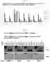 Fig. 28 - PROTEIN COMBINATION-BASED FV LIBRARY, AND PREPARATION METHOD THEREFOR