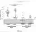 Fig. 06 - Detecting Gluten Peptides in Human Fluids