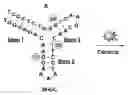 Fig. 01 - Methods for generating structure-switching aptamers and uses thereof
