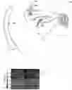 Fig. 01 - Optogenetic magnetic resonance imaging