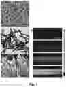 Fig. 02 - HIGHLY TUNABLE MAGNETIC LIQUID CRYSTALS