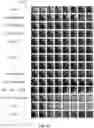 Fig. 22 - Deep multi-scale video prediction