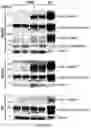 Fig. 03 - COMPOSITIONS AND METHODS FOR TREATING MUSCULAR DYSTROPHY AND OTHER DISORDERS