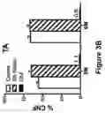 Fig. 06 - COMPOSITIONS AND METHODS FOR TREATING MUSCULAR DYSTROPHY AND OTHER DISORDERS