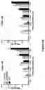 Fig. 07 - COMPOSITIONS AND METHODS FOR TREATING MUSCULAR DYSTROPHY AND OTHER DISORDERS