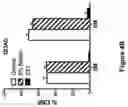 Fig. 08 - COMPOSITIONS AND METHODS FOR TREATING MUSCULAR DYSTROPHY AND OTHER DISORDERS