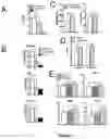 Fig. 12 - COMPOSITIONS AND METHODS FOR TREATING MUSCULAR DYSTROPHY AND OTHER DISORDERS