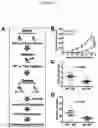 Fig. 03 - Methods of treating and preventing breast cancer with S-equol