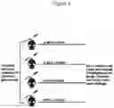 Fig. 04 - Methods of treating and preventing breast cancer with S-equol
