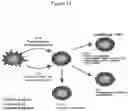 Fig. 12 - Methods of treating and preventing breast cancer with S-equol