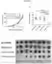 Fig. 17 - Methods of treating and preventing breast cancer with S-equol