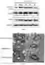 Fig. 02 - PHARMACEUTICAL USE OF BERBERINE