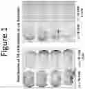 Fig. 02 - METHODS AND COMPOSITIONS FOR TREATING AND/OR PREVENTING THE PROGRESSION AND/OR ONSET OF AGE-RELATED NEURODEGENERATION