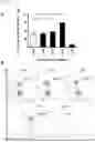 Fig. 05 - Natural killer cells